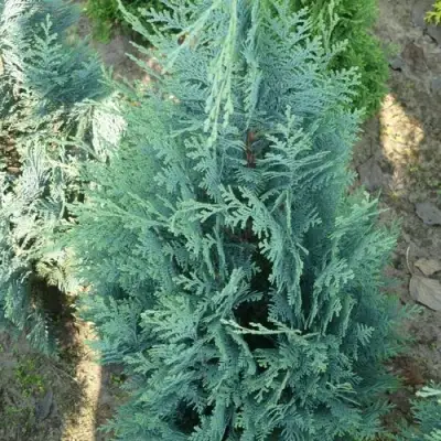 Кипарисовик КОЛУМНАРИС лавсона в Гомеле