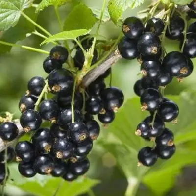 Смородина чёрная ВОЛШЕБНИЦА в Гомеле