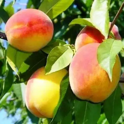 Персик ПАМЯТЬ ЛОЙКО в Гомеле