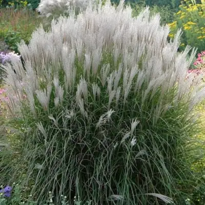 Мискантус КЛЯЙН СИЛЬБЕРСПАЙН китайский  в Гомеле