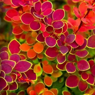 Барбарис ОРАНЖ САНРАЙЗ тунберга в Гомеле