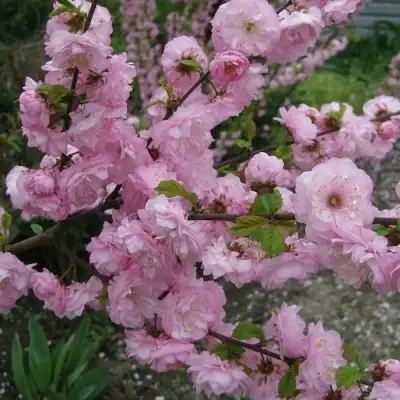 Миндаль ТРЁХЛОПАСТНЫЙ (луизеания) в Гомеле