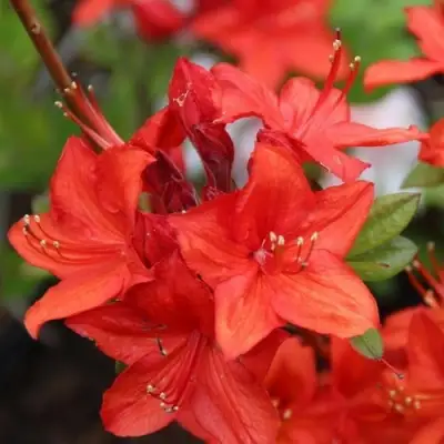 Азалия ПАРКФАЕР листопадная в Гомеле