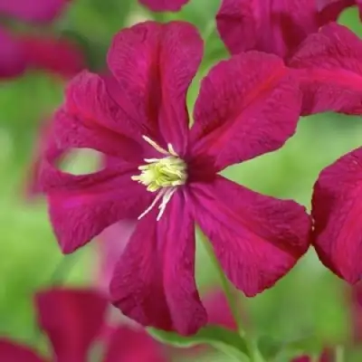 Клематис МАДАМ ДЖУЛИЯ КОРРЕВОН в Гомеле