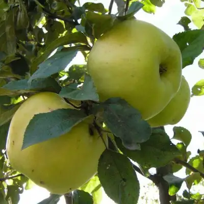 Яблоня АНТОНОВКА ОБЫКНОВЕННАЯ в Гомеле