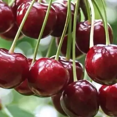 Вишня УЙФЕХЕРТОЙ ФЮРТОШ в Гомеле