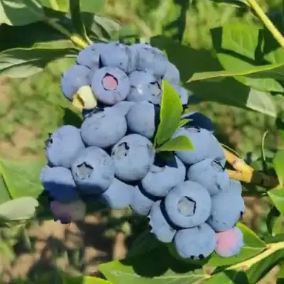 Голубика МЕГАС БЛЮ в Гомеле