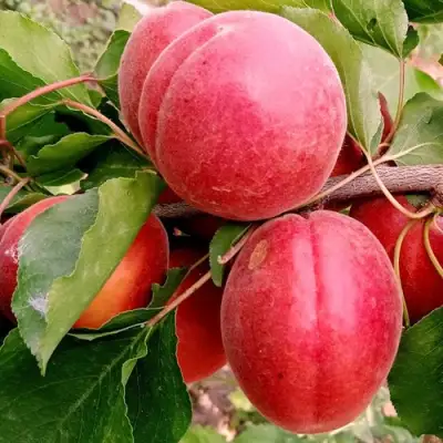 Абрикос РУБИСТА в Гомеле