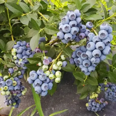 Голубика ОСОРНО в Гомеле