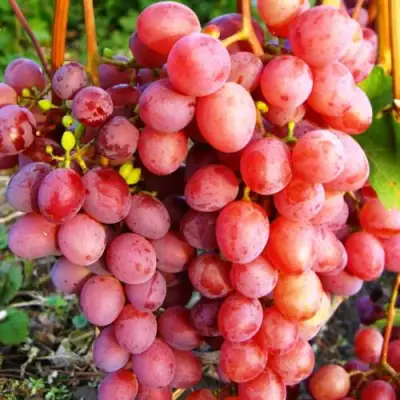 Виноград КИШМИШ КРАСНЫЙ в Гомеле