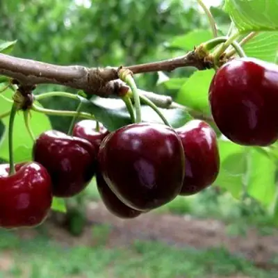 Вишня МОРОЗОВКА в Гомеле