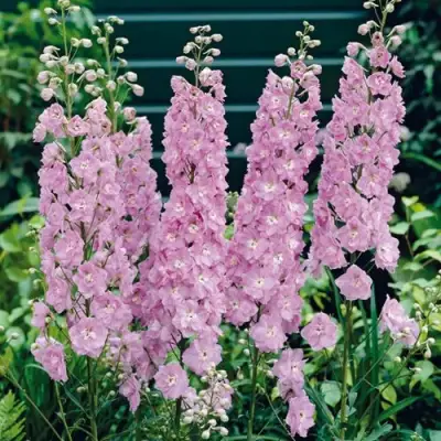 Дельфиниум ПЕТТИКОУТ гибридный в Гомеле