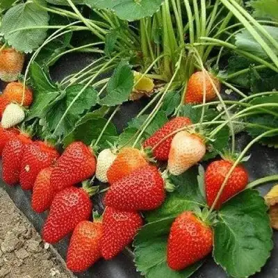 Клубника РОКСАНА в Гомеле