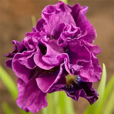 Ирис БАНДЛ ОВ ДЖОЙ сибирский в Гомеле