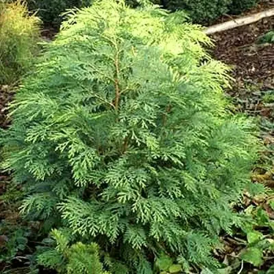 Кипарисовик САНКИСТ лавсона в Гомеле