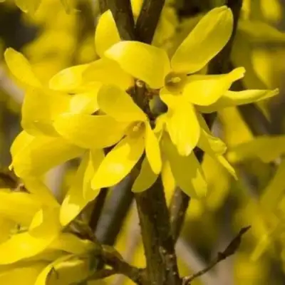 Форзиция ТАРАНДТ промежуточная в Гомеле