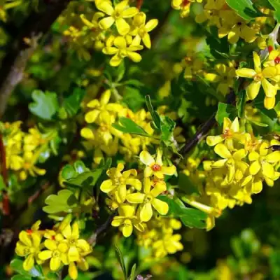 Смородина золотистая ВИШНЕВАЯ в Гомеле