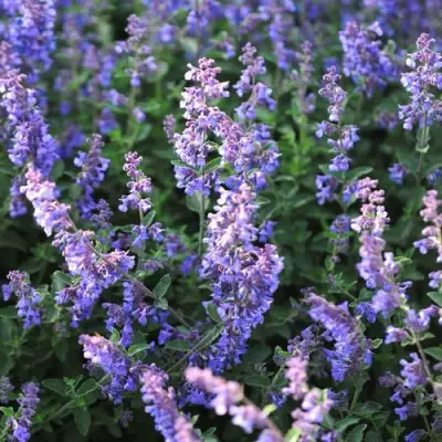 Котовник СИКС ХИЛЛС ГИАНТ в Гомеле