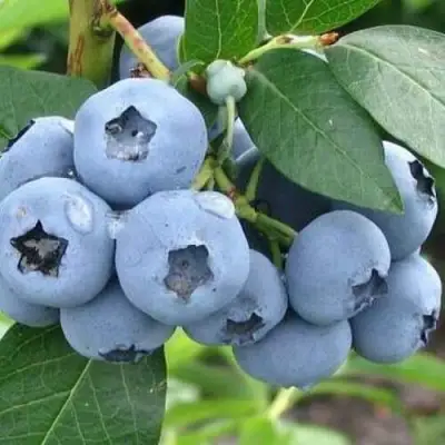 Голубика БЛЮЭТТА в Гомеле