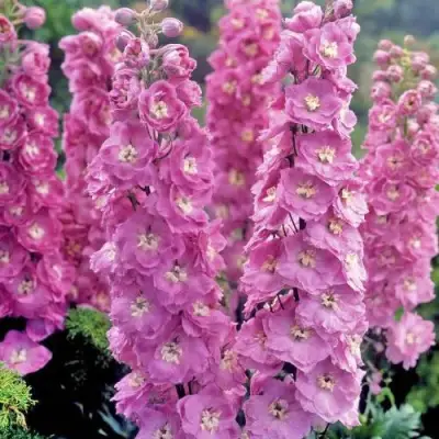 Дельфиниум ДЕЛЬФИС ПИНК ПАУЭ высокий в Гомеле