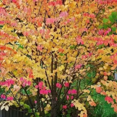 БАГРЯННИК японский в Гомеле