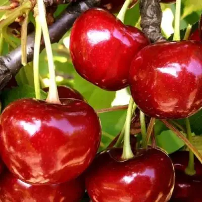 Черешня МИНЧАНКА в Гомеле