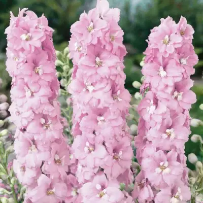 Дельфиниум ПЕТТИКОУТ гибридный в Гомеле