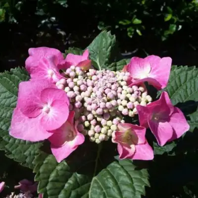 Гортензия БЛАУМАЙС (БЛАУМАЙЗЕ) крупнолистная в Гомеле