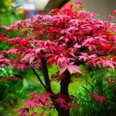 Клен дланевидный АТРОПУРПУРЕУМ в Гомеле