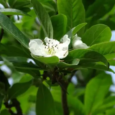 МУШМУЛА  в Гомеле