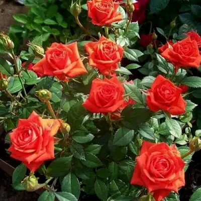 Роза ОРАНЖ ДЖЕВЕЛ миниатюрная в Гомеле