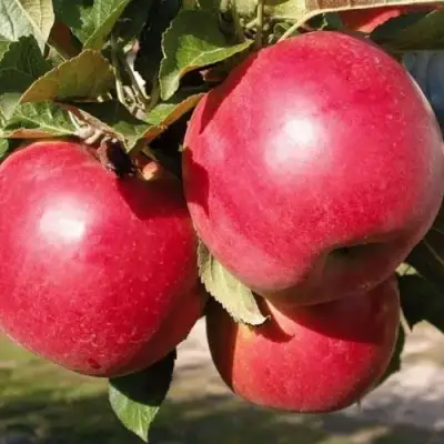 Яблоня РУБИН в Гомеле