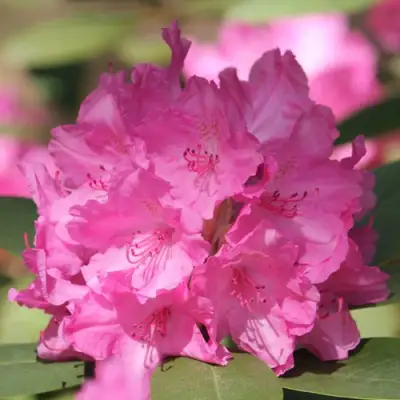 Рододендрон ЛУМИНА в Гомеле