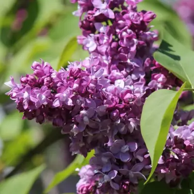 Сирень ИЗОБИЛИЕ в Гомеле