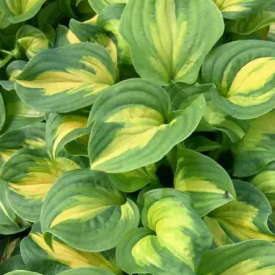 Хоста ЭМЕРАЛЬД ЧАРДЖЕР гибридная в Гомеле