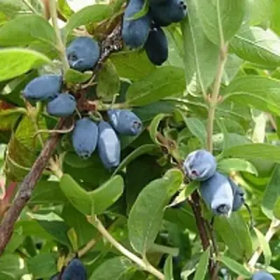 Жимолость съедобная НАРЫМСКАЯ в Гомеле