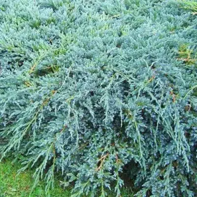 Можжевельник БЛЮ КАРПЕТ чешуйчатый в Гомеле