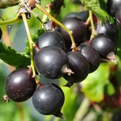 ЙОШТА в Гомеле