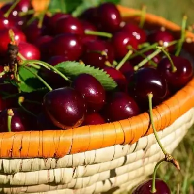 Вишня НЕСВИЖСКАЯ в Гомеле