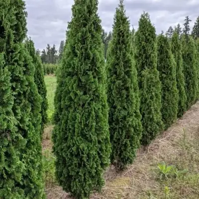 Туя ДЕГРУТ СПАЙР западная в Гомеле