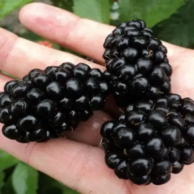 Ежевика ПОЛАР бесшипная  в Гомеле