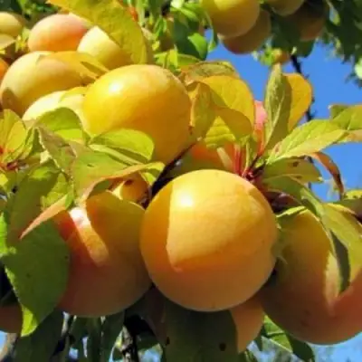 Слива МЕДОВАЯ ЖЁЛТАЯ в Гомеле