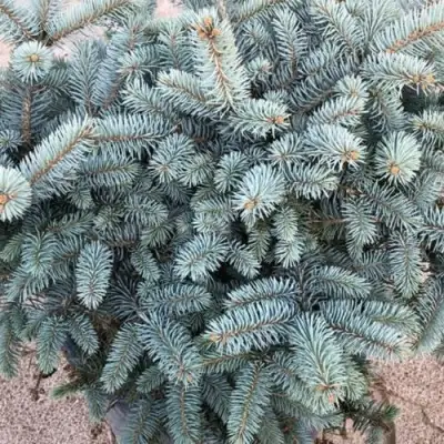 Ель ГЛАУКА колючая в Гомеле