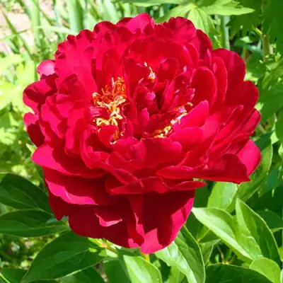 Пион ХРАБРЫЙ ВОИН травянистый в Гомеле