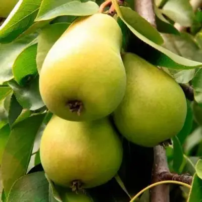 Груша НЕЖНОСТЬ колонновидная	 в Гомеле