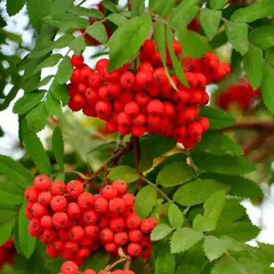 Рябина ОБЫКНОВЕННАЯ в Гомеле