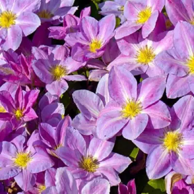 Клематис ЧЕЙНДЖ ОФ ХАРТ в Гомеле