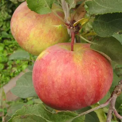 Яблоня ПЕРВОУРАЛЬСКОЕ в Гомеле