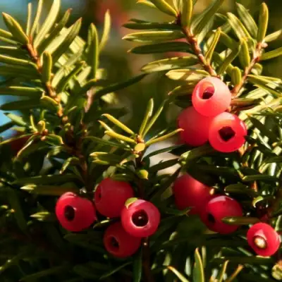 Тис ЭЛЕГАНТИССИМА ягодный в Гомеле