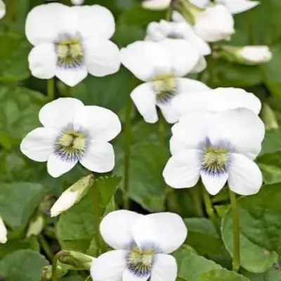 Фиалка АЛЬБИФЛОРА сестринская в Гомеле